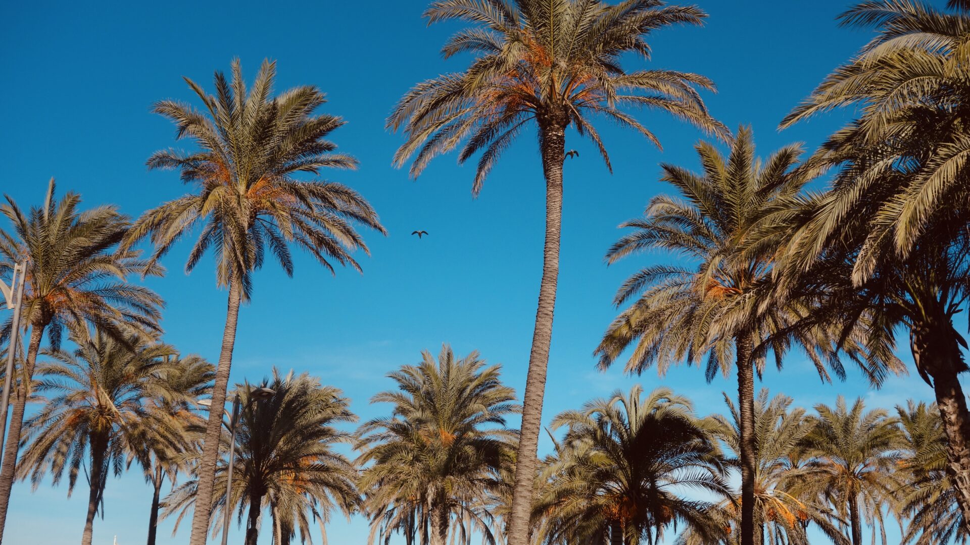 Palmbomen op het strand van Valencia