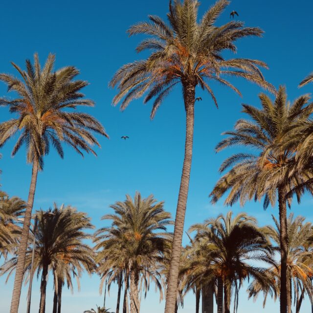 Palmbomen op het strand van Valencia
